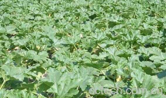 西葫芦苗与南瓜苗的区别 南瓜苗的功效与作用-1