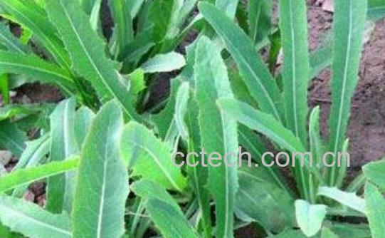 假还阳参和苦荬菜的区别 假还阳参的功效-0