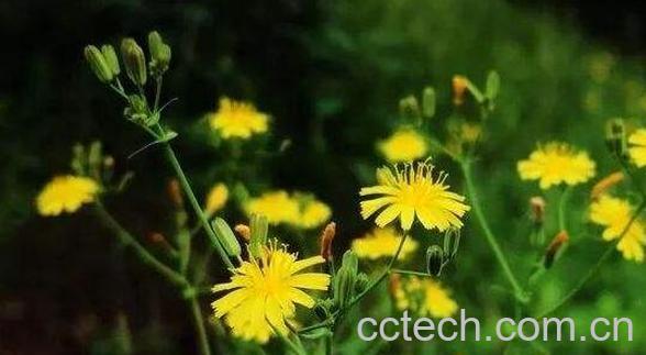 假还阳参和苦荬菜的区别 假还阳参的功效-1