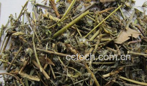 苦碟子根的功效与作用-0