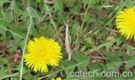 蒲公英和婆婆丁的区别 蒲公英的功效-0