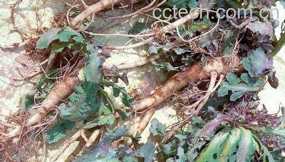 苦碟子根的功效与作用-1