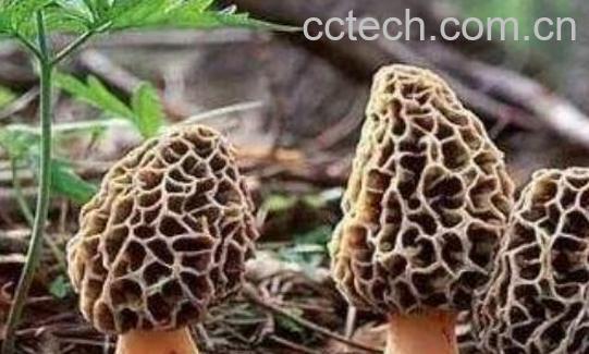 羊肚菌哪些人不宜吃 吃羊肚菌的禁忌有哪些-1