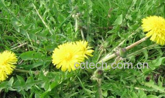 蒲公英和婆婆丁的区别 蒲公英的功效-1