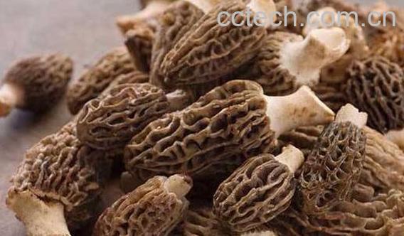 羊肚菌哪些人不宜吃 吃羊肚菌的禁忌有哪些-0