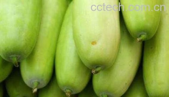 怎么区分笋瓜和西葫芦 笋瓜怎么吃-0