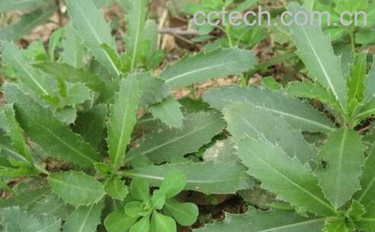 刺儿菜的食用方法教程-0