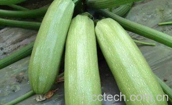 怎么区分笋瓜和西葫芦 笋瓜怎么吃-1