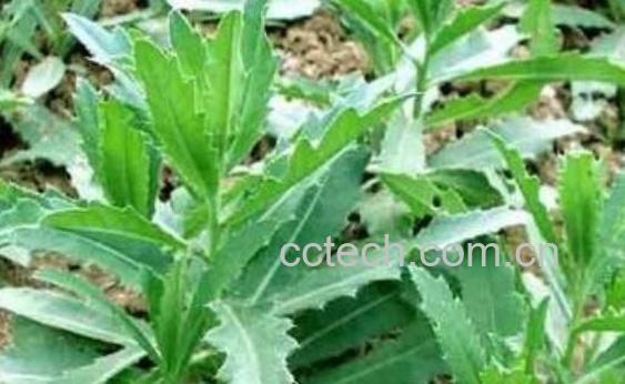 刺儿菜的食用方法教程-1