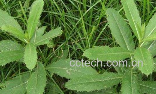 刺儿菜泡水喝好处与功效-0