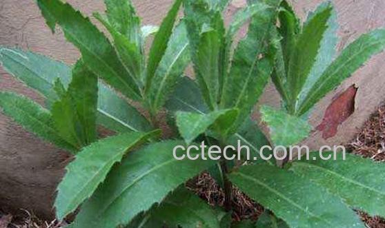 刺儿菜泡水喝好处与功效-1