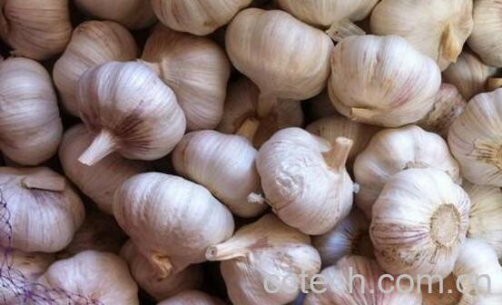 女人吃大蒜有什么好处 女人吃大蒜有什么危害-0