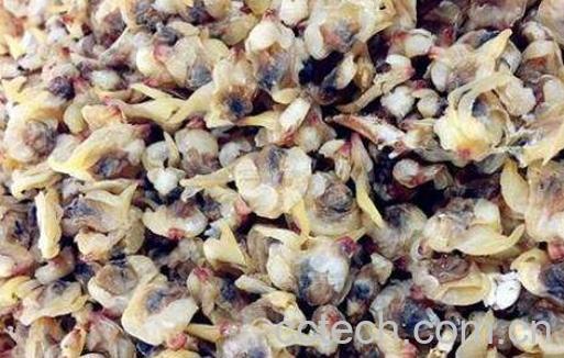 玉螺怎么处理干净 玉螺怎么清洗-1