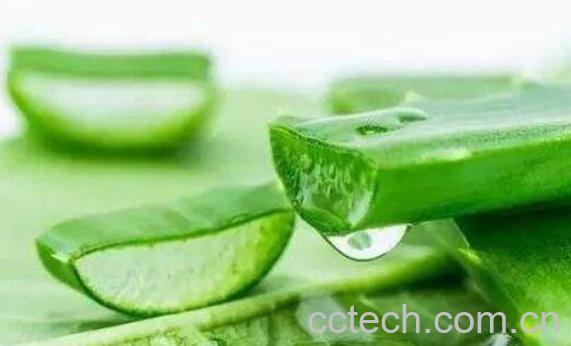 新鲜芦荟怎么保存 新鲜芦荟保存方法技巧-0