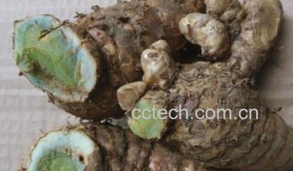 乌姜的作用与功效 乌姜的食用方法-0