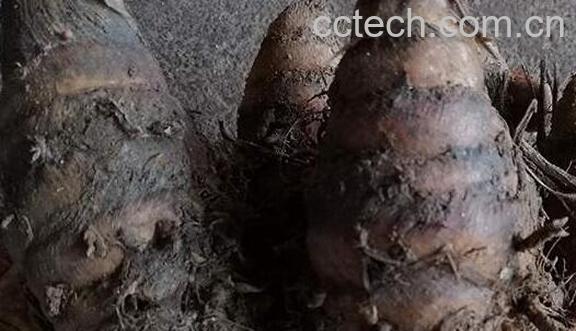 乌姜的作用与功效 乌姜的食用方法-1