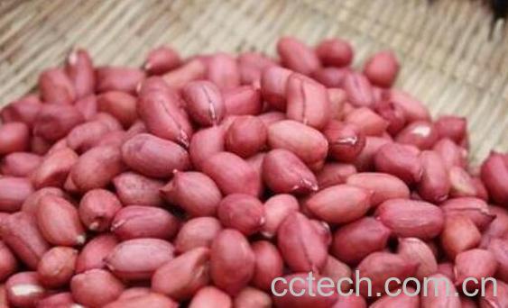 生花生米的功效与作用及禁忌-0