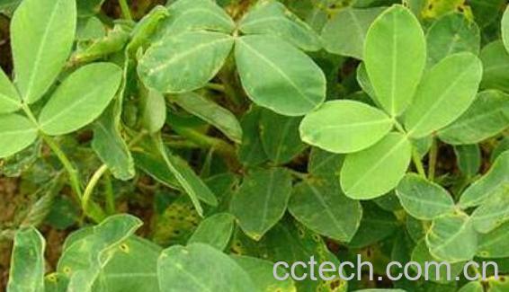 什么人不能喝花生叶 花生叶的禁忌-0