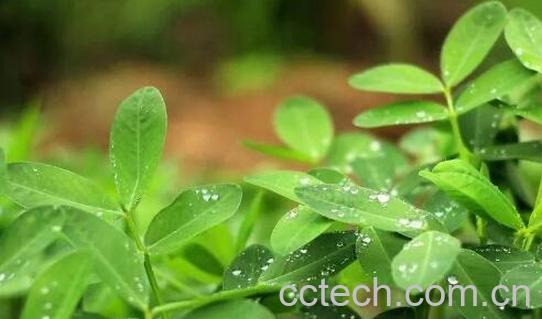 什么人不能喝花生叶 花生叶的禁忌-1