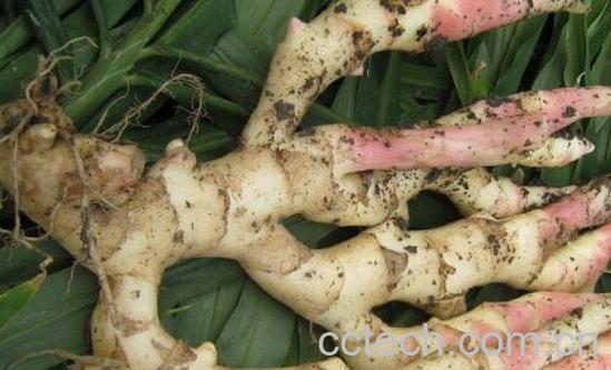 嫩生姜的功效与作用-0