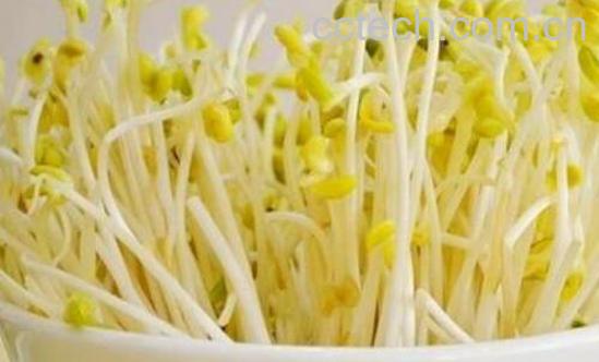 怎样生芽菜 生黄豆芽的方法-0