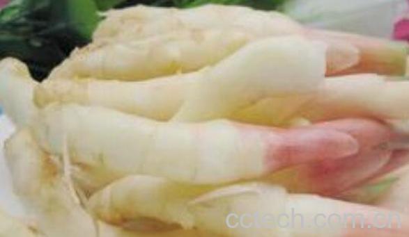 嫩生姜的功效与作用-1