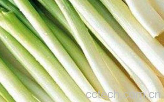 生吃大葱对身体好吗 生吃大葱的好处与坏处-1