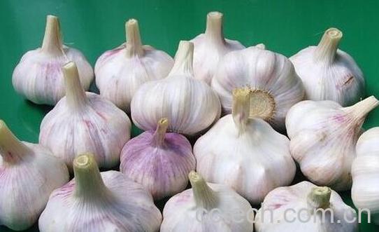 吃大蒜有什么好处 吃大蒜的功效与作用-0