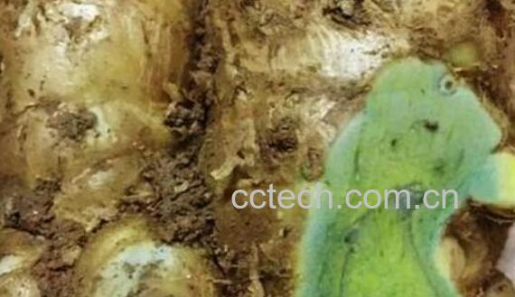 蓝姜的功效与作用与副作用-0