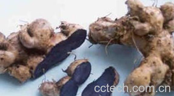 蓝姜的功效与作用与副作用-1