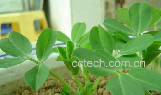 花生叶泡水的功效与危害-0