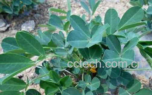 花生叶泡水的功效与危害-1