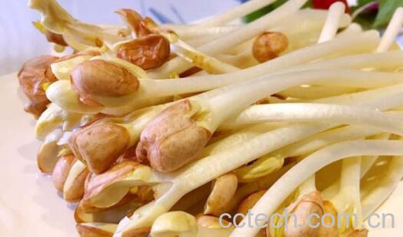 花生芽的功效与作用及禁忌-1