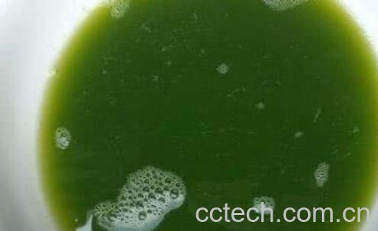 马齿苋汁的功效与作用 马齿苋汁可以直接喝吗-0