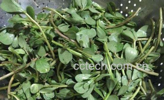 马齿苋汁的功效与作用 马齿苋汁可以直接喝吗-1