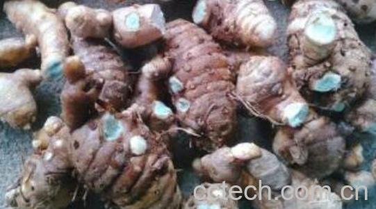 黑姜的功效与作用 黑姜的食用方法-1