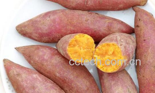 板栗薯的功效与作用及禁忌-0