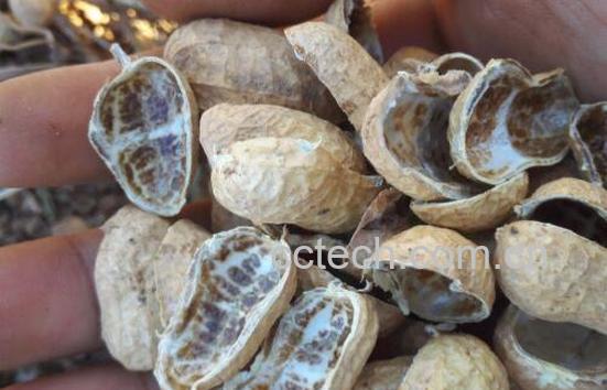 花生壳泡脚有什么功效 花生壳煮水泡脚的功效与作用-1