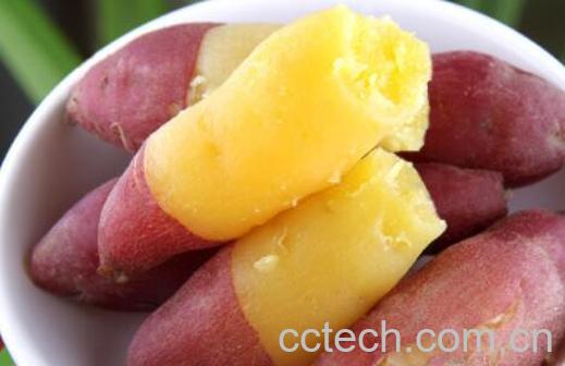 板栗薯的功效与作用及禁忌-1