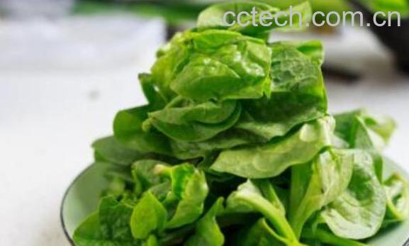 木耳菜的功效与作用 吃木耳菜的禁忌-0