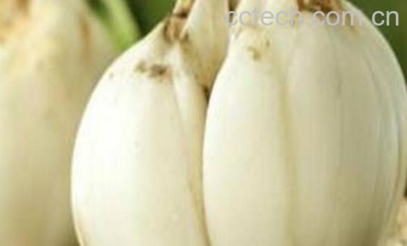 哪些人不适合吃百合 吃百合的禁忌-1