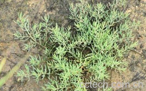 碱蓬的功效与作用 碱蓬的用途有哪些-0