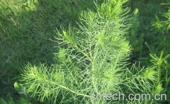 碱蓬的功效与作用 碱蓬的用途有哪些-1