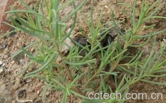 黄须菜与碱蓬菜的区别-1