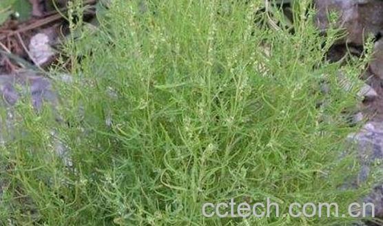 黄须菜与碱蓬菜的区别-0