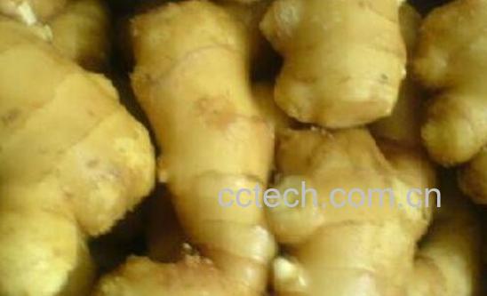 这4类人吃姜如吃砒霜-1