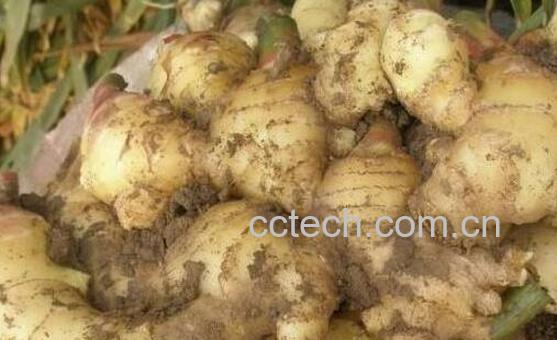 这4类人吃姜如吃砒霜-0