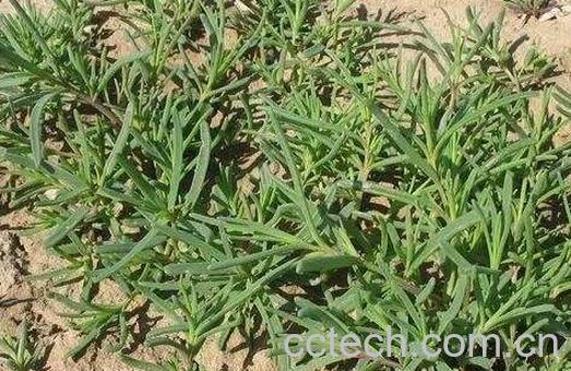 碱蓬菜的功效与作用 碱蓬菜的副作用-0