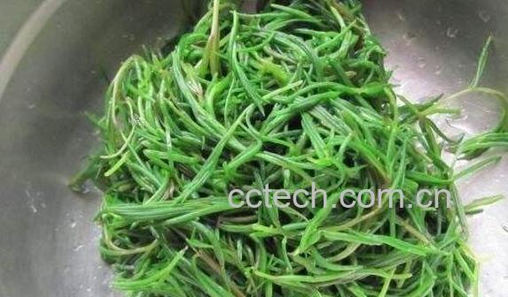 碱蓬和盐地碱蓬的区别 碱蓬的食用方法-0