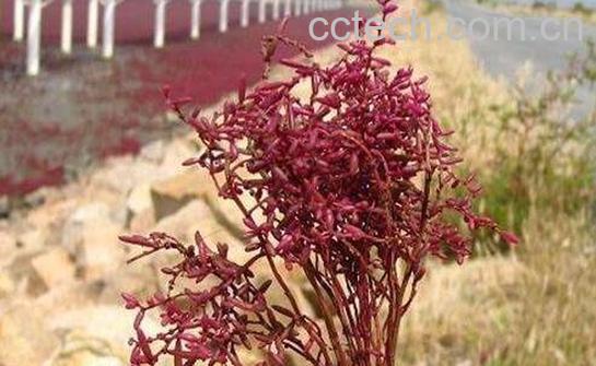 碱蓬和盐地碱蓬的区别 碱蓬的食用方法-1